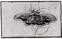 Death-s Head Moth, 1889, vangogh