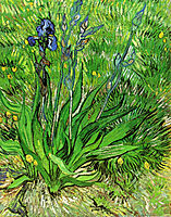 The Iris , 1889, vangogh