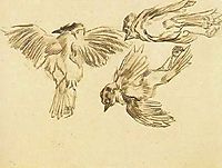 Studies of a Dead Sparrow, 1885, vangogh