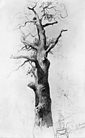 The Trunk of an Old Oak, 1869, vasilyev