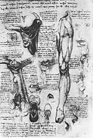 Anatomical studies (larynx and leg), 1510, vinci