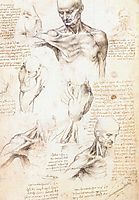 Anatomical studies of a male shoulder, 1509-1510, vinci