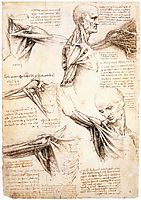Anatomical studies of the shoulder, 1510-1511, vinci