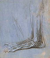 The anatomy of a foot, c.1485, vinci