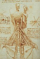 Anatomy of the Neck, 1515, vinci