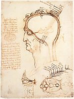 Comparison of scalp skin and onion, 1489, vinci