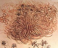 Drawing of a botanical study, c.1500, vinci