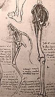 Drawing of the comparative anatomy of the legs of a man and a dog, c.1500, vinci