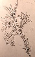 Drawing of lilies, for an Annunciation, c.1500, vinci