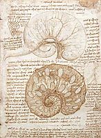 Drawing of the uterus of a pregnant cow, 1508, vinci