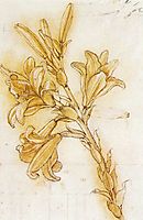 Lily, 1480-1485, vinci