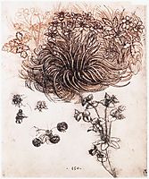 Star of Bethlehem and other plants, 1505-1507, vinci