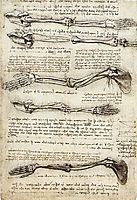 Studies of the Arm showing the Movements made by the Biceps, vinci