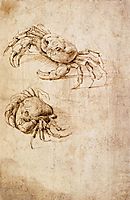 Studies of crabs, vinci