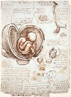 Studies of the foetus in the womb, c.1513, vinci