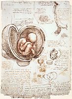 Studies of the foetus in the womb, c.1513, vinci