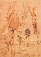 Studies of legs of man and the leg of a horse, 1506-1507, vinci