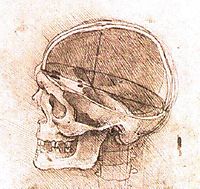 View of a Skull, vinci