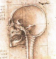 View of a Skull, vinci