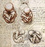 Views of a Foetus in the Womb.jpg, vinci