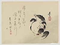 Racoon-dog (Tanuki), zeshin